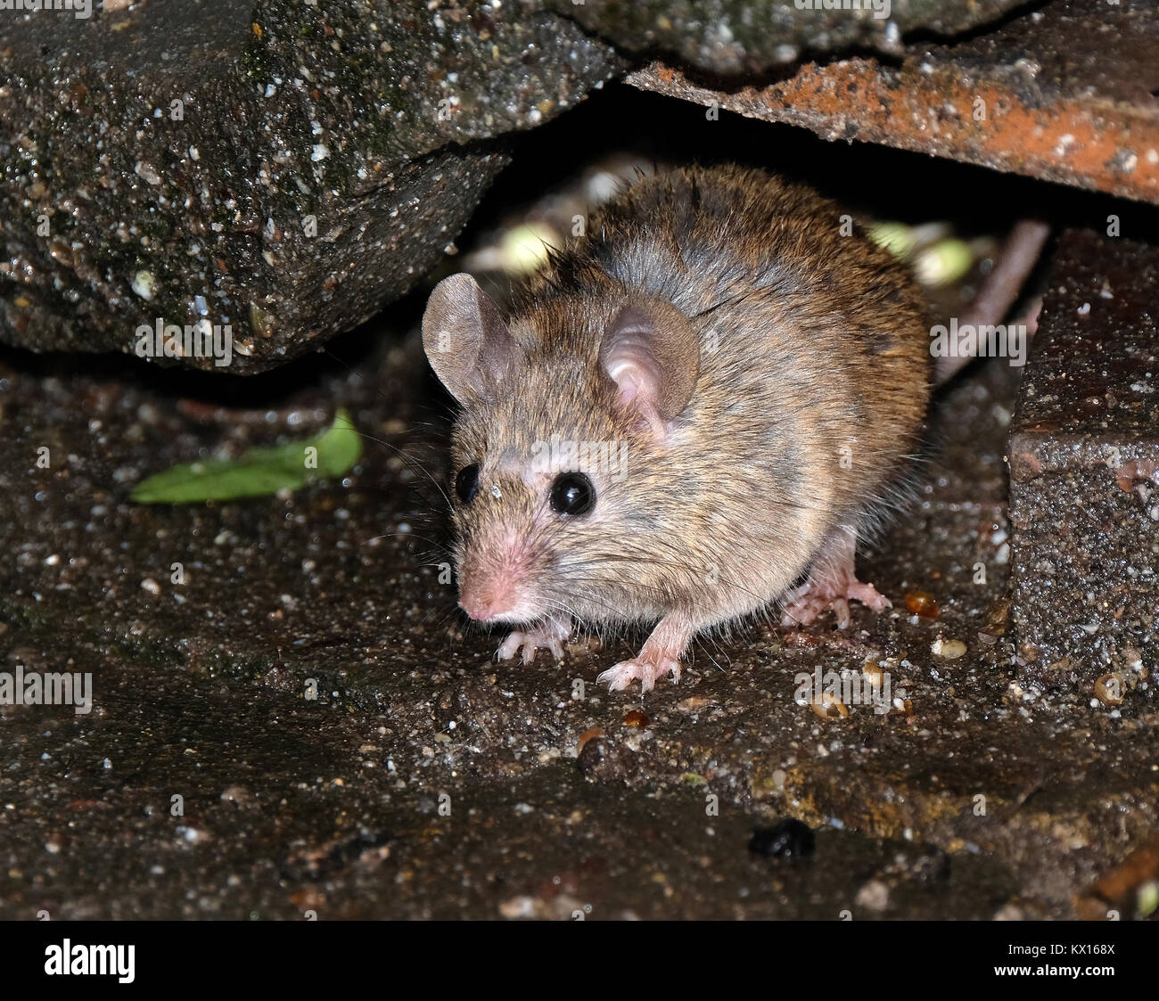 Mice in an urban garden. Stock Photo