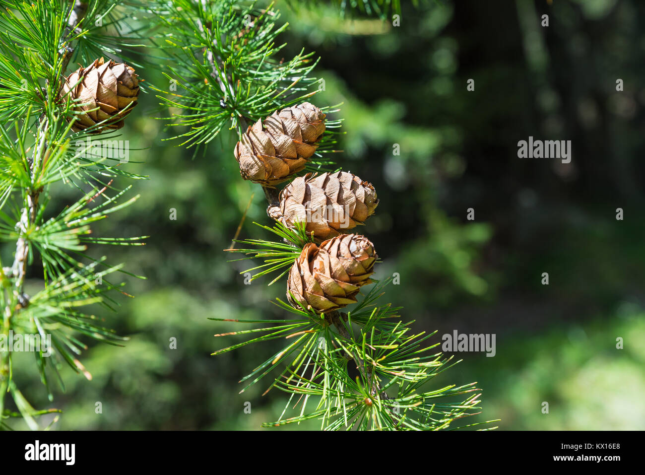 Sprig of European Larch, Larix decidua with mature pine cones on blurred background and copy space on the right. Photo taken in the summer on the Alps Stock Photo