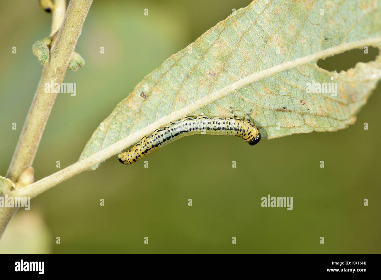 Willow Sawfly - Craesus septentrionalis larva Stock Photo