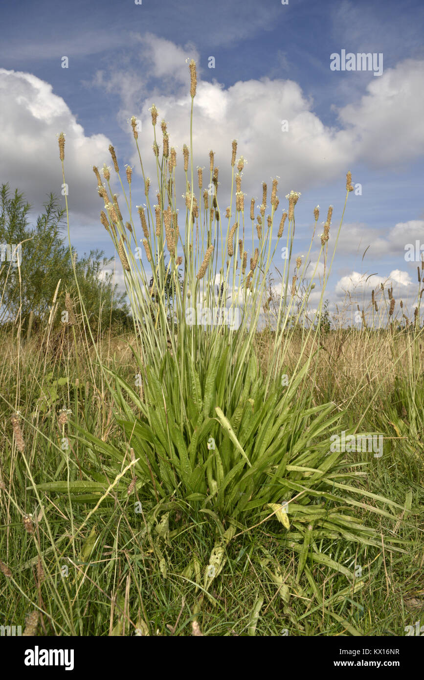 Ribwort Plantain - Plantago lanceolata Stock Photo