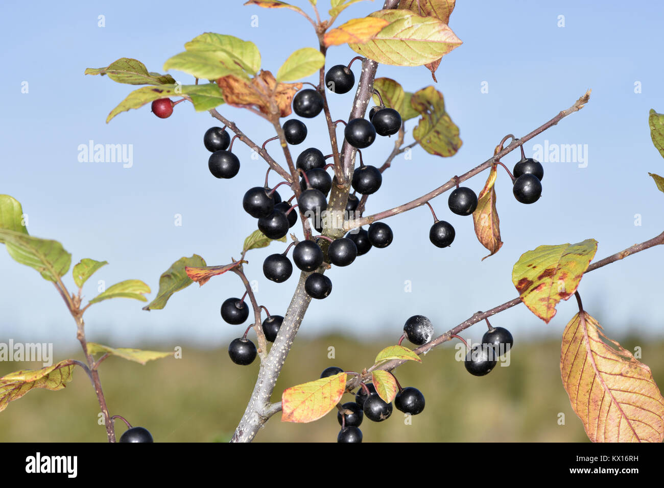 Alder Buckthorn - Frangula alnus Stock Photo