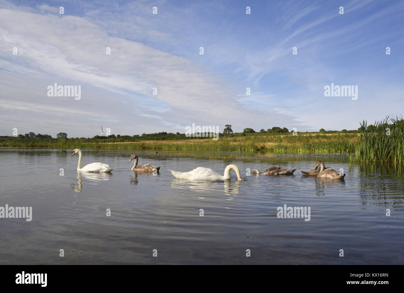 Mute Swan - Cygnus olor Stock Photo