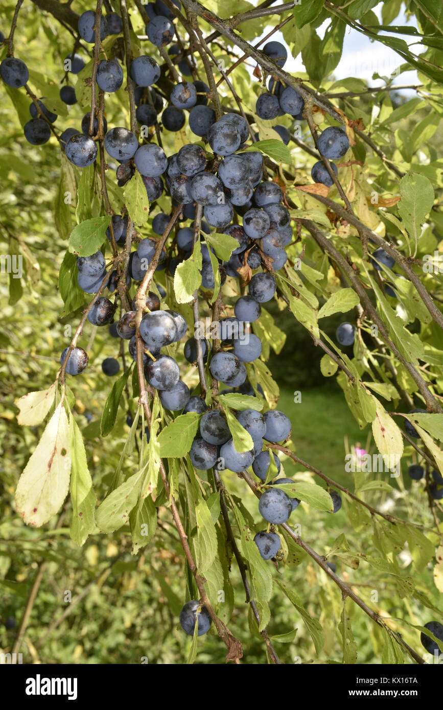 Bullace - Prunus domestica instita Stock Photo