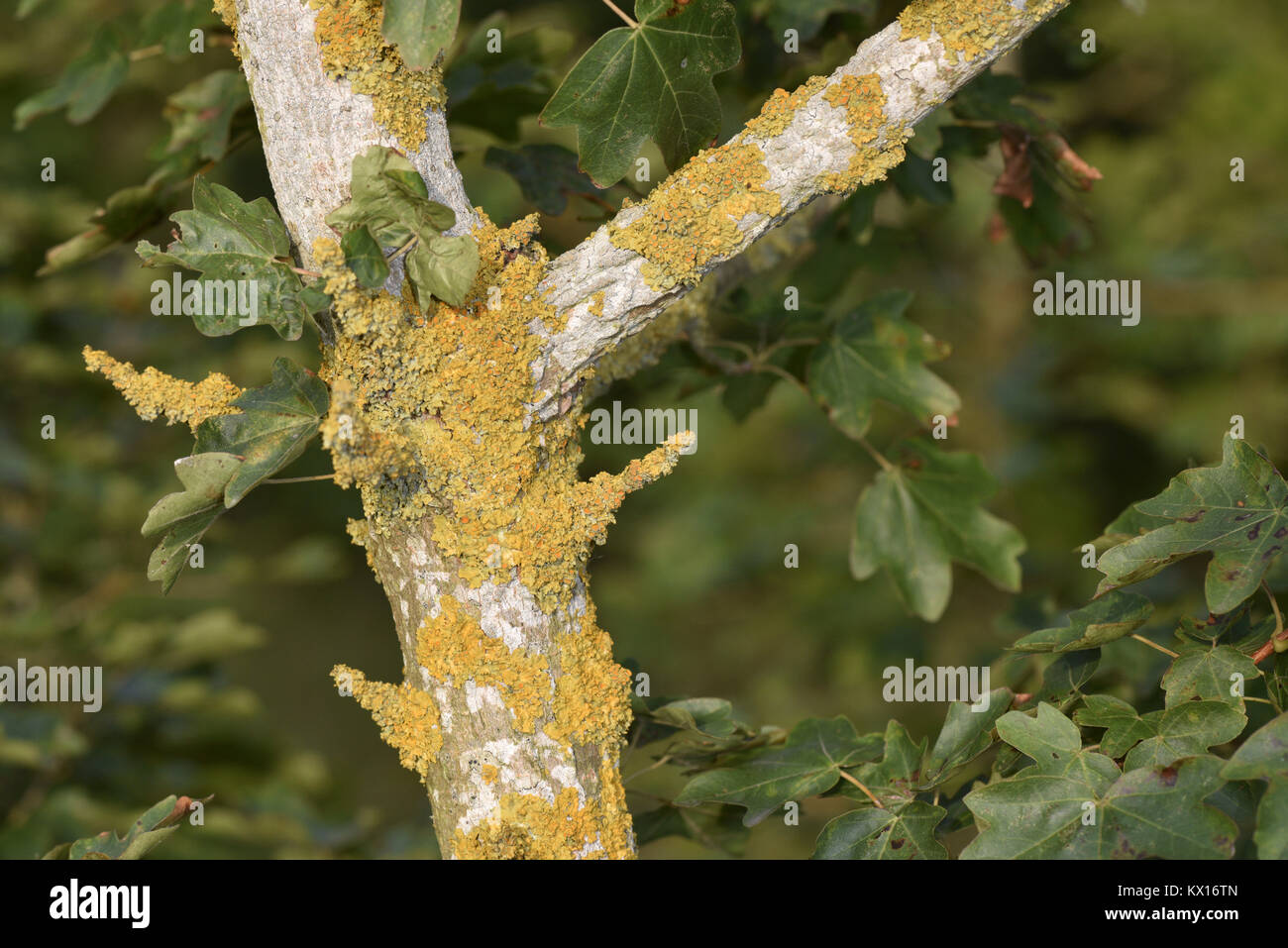 Xanthoria parietina - on tree bark (Field Maple) Stock Photo