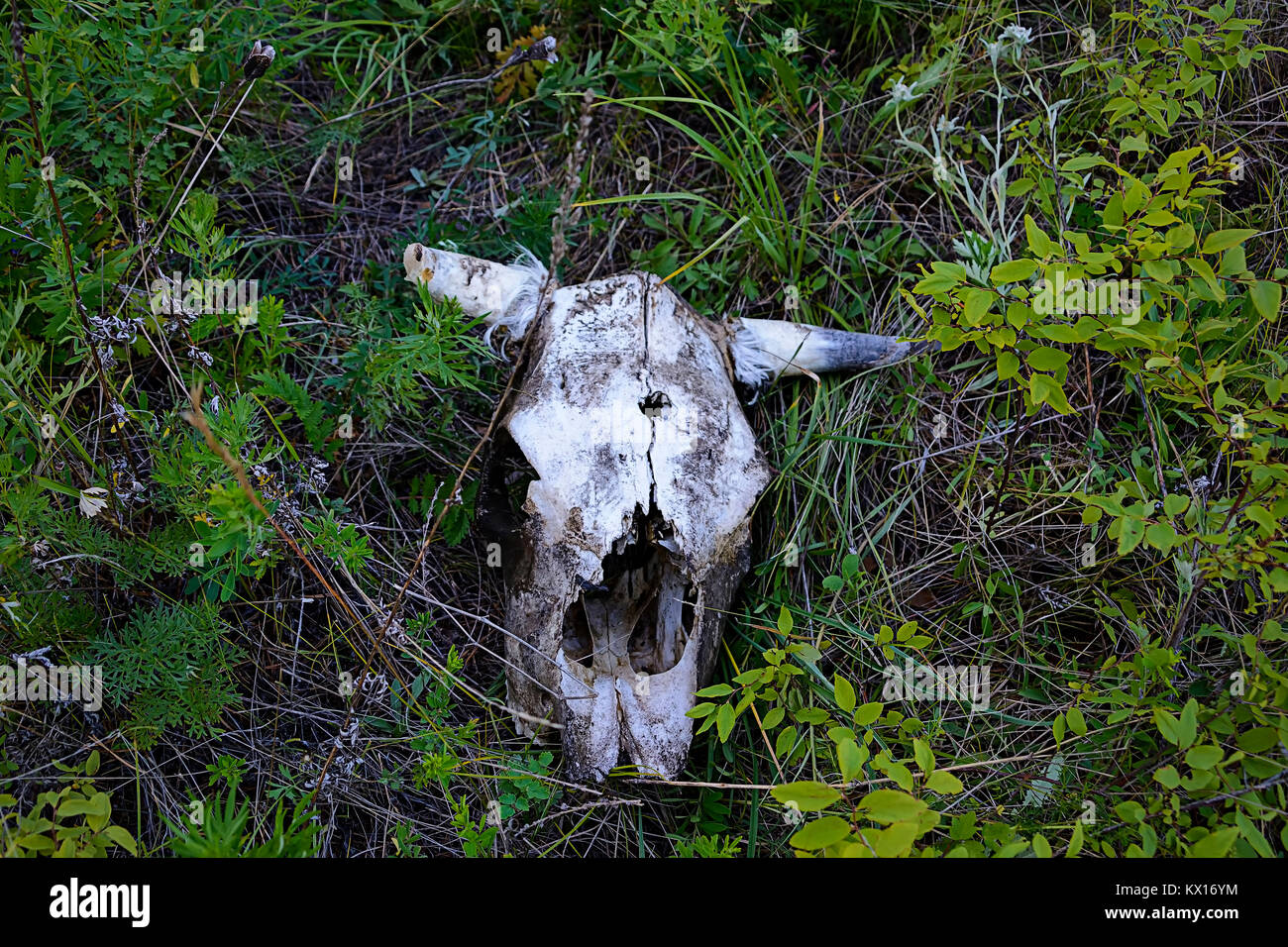 Roe animal skull. A bullet hole in the skull Stock Photo