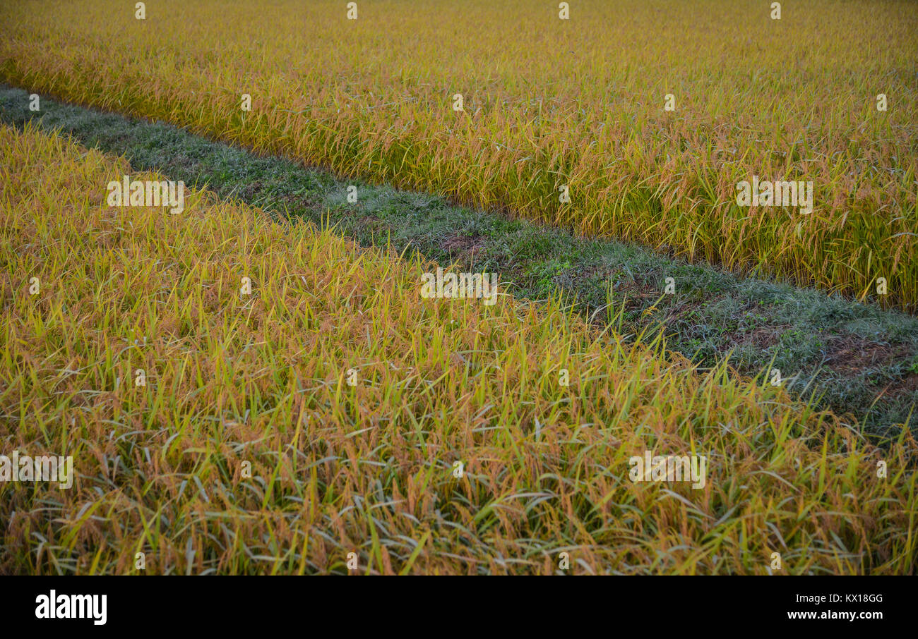 Rice field in Akita, Japan. Rice production is important to the food
