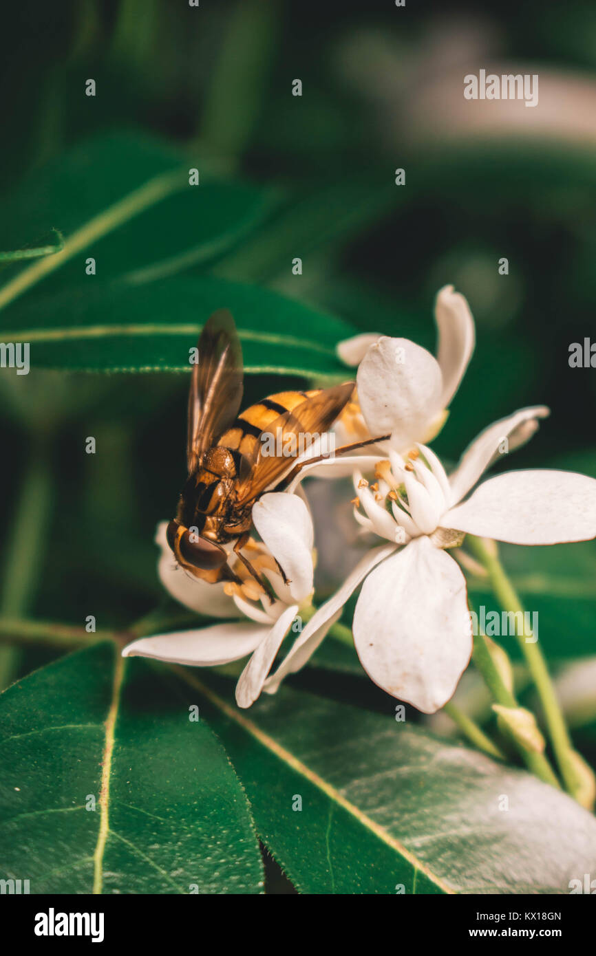 Busy bee hires stock photography and images Alamy