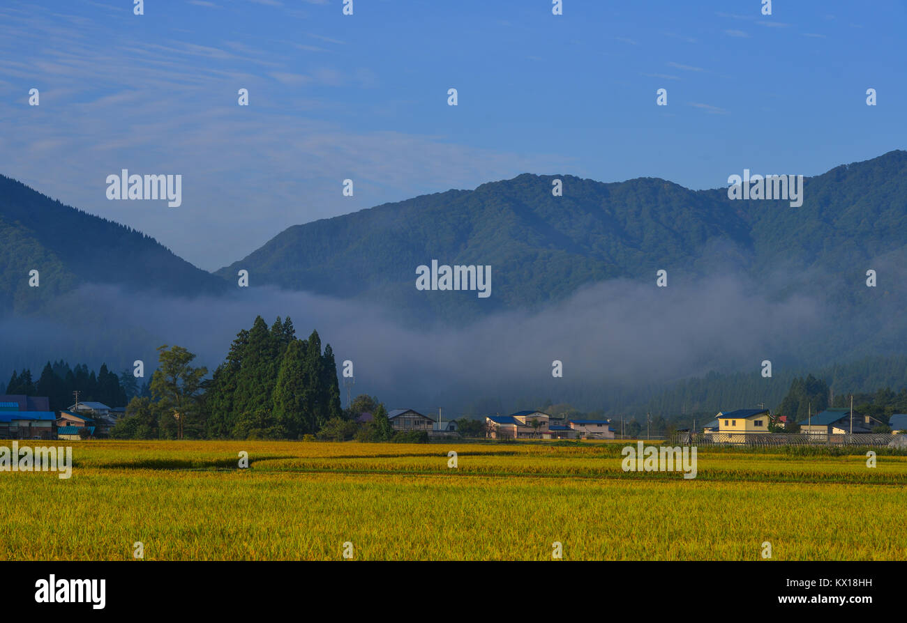 Rice field with mountain background in Akita, Japan. Japan is the ninth ...