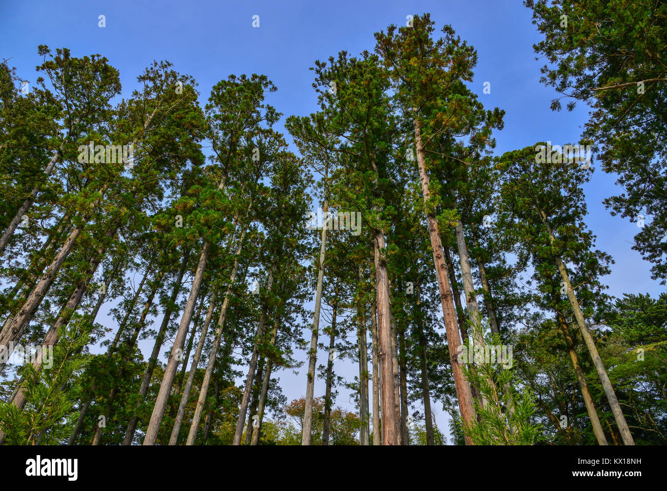 Pine tree forest under blue sky at summer day Stock Photo - Alamy