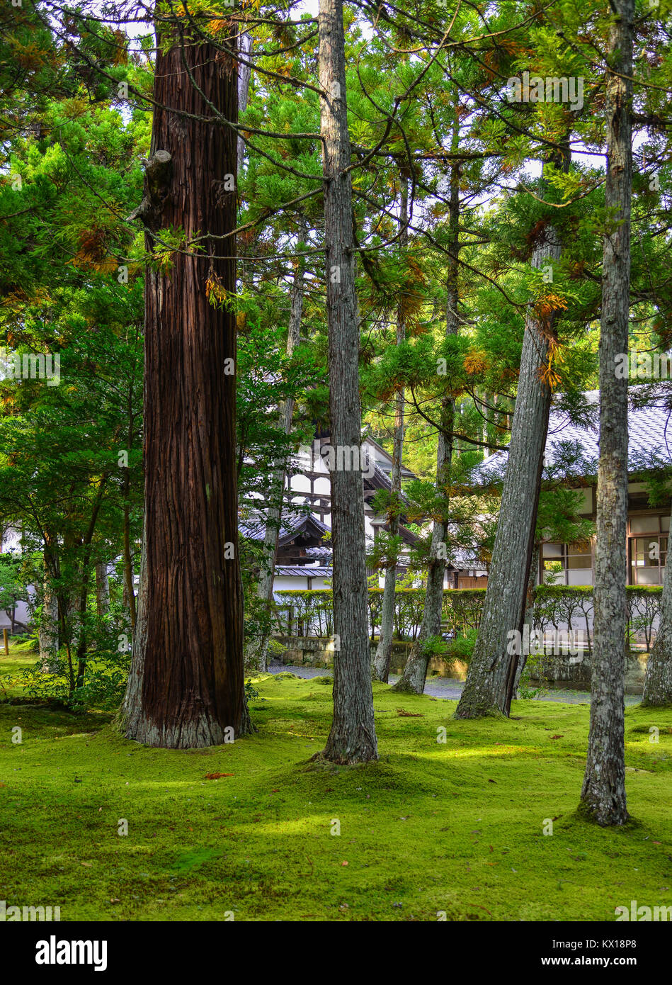 Pine tree garden at Zuigan-ji Temple in Matsushima, Japan Stock Photo ...