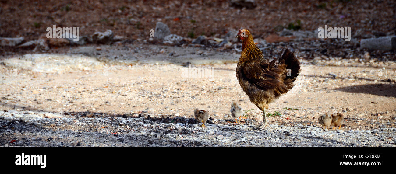 Hen and its chicken babies eating on ground Stock Photo Alamy
