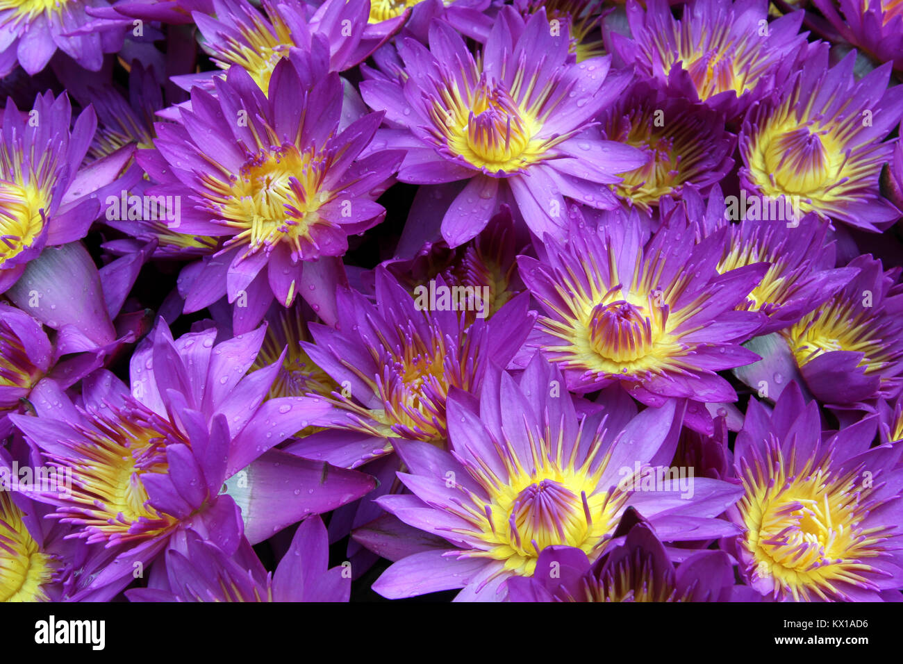Many violet lotus flowers for sale Stock Photo Alamy