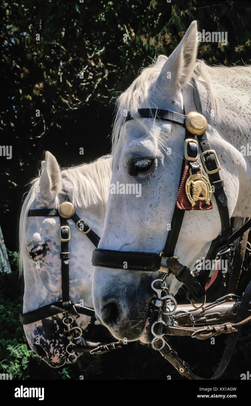 Elegant horse drawn carriage hi-res stock photography and images - Alamy