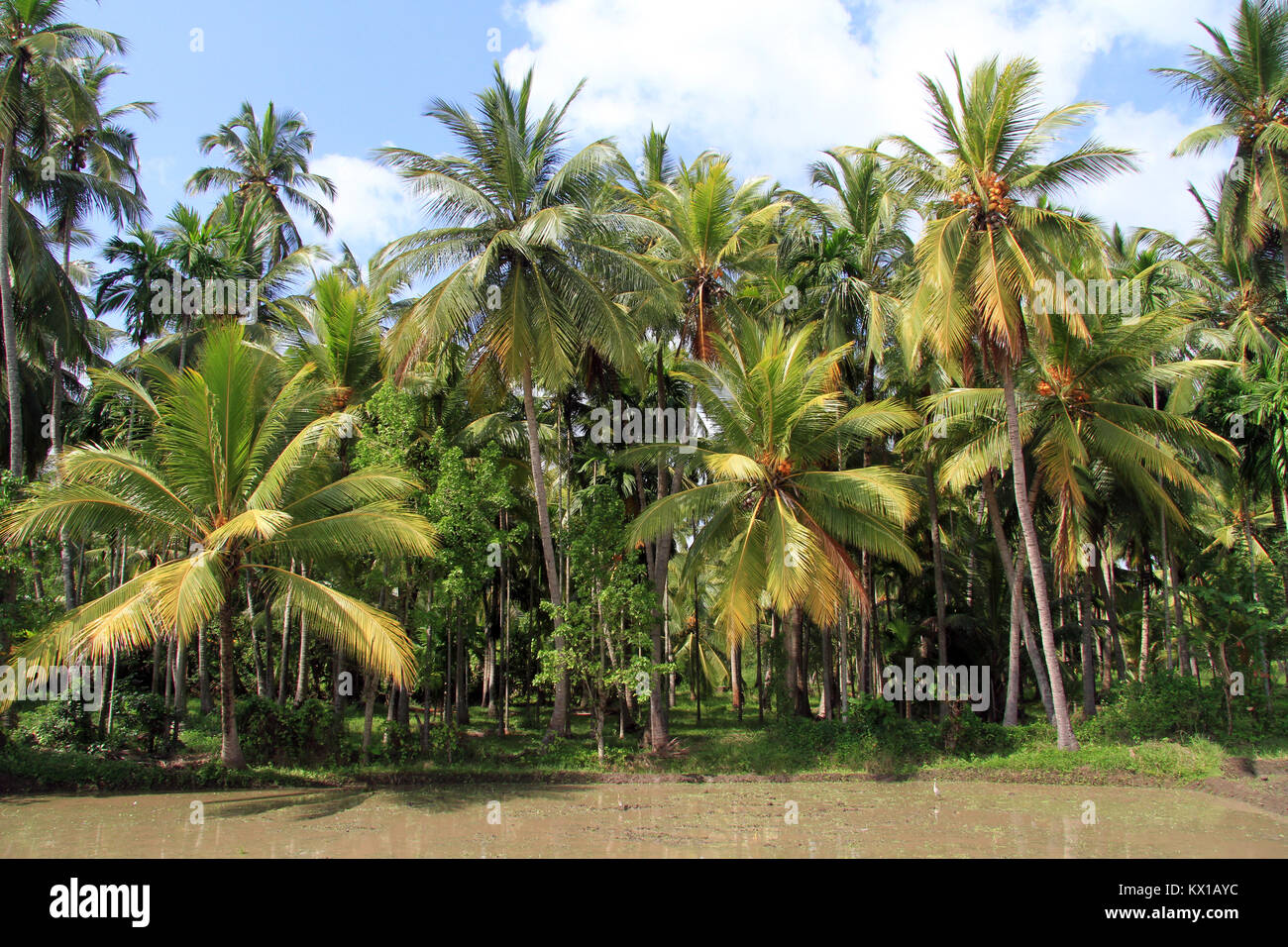 Palm trees near rice field with water in Sri Lanka Stock Photo Alamy