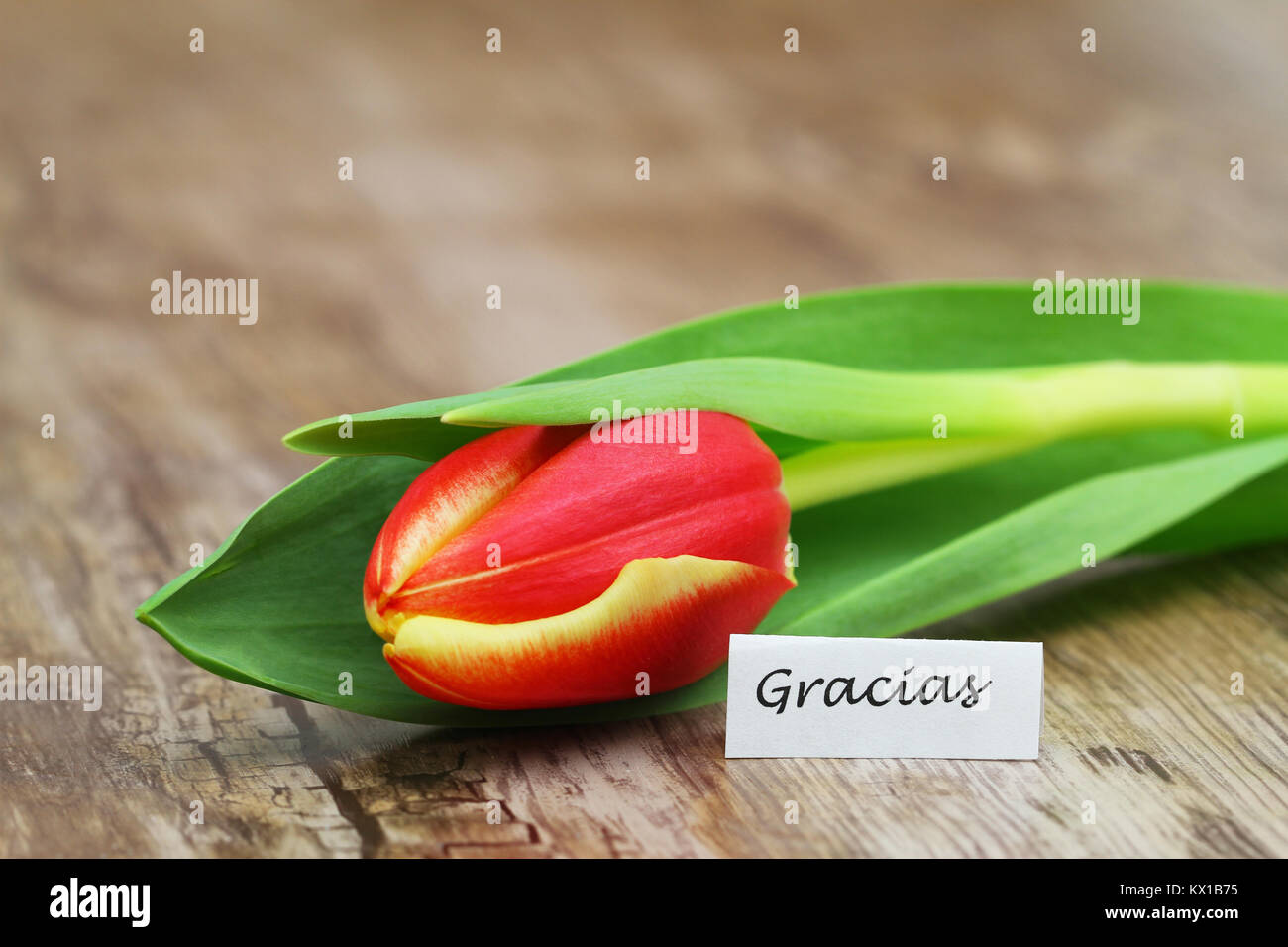 Gracias (thank you in Spanish) with one red and yellow tulip Stock Photo
