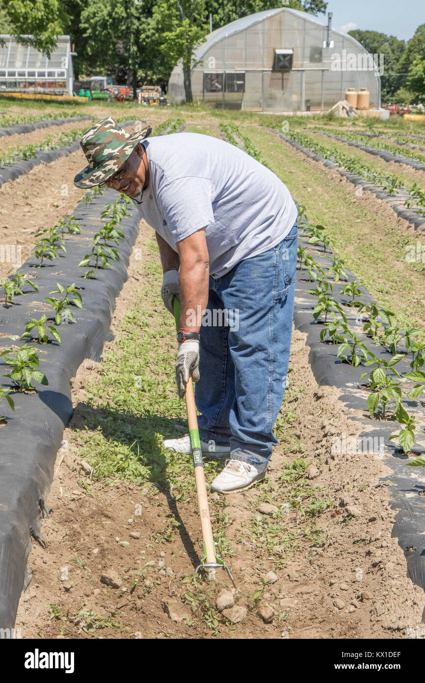 People working on a farm that produces vegetables for the Worcester
