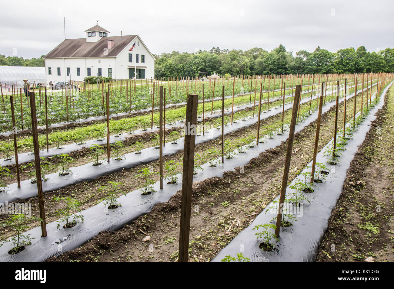 Large vegetable producing farm in North Grafton, MA that produces food