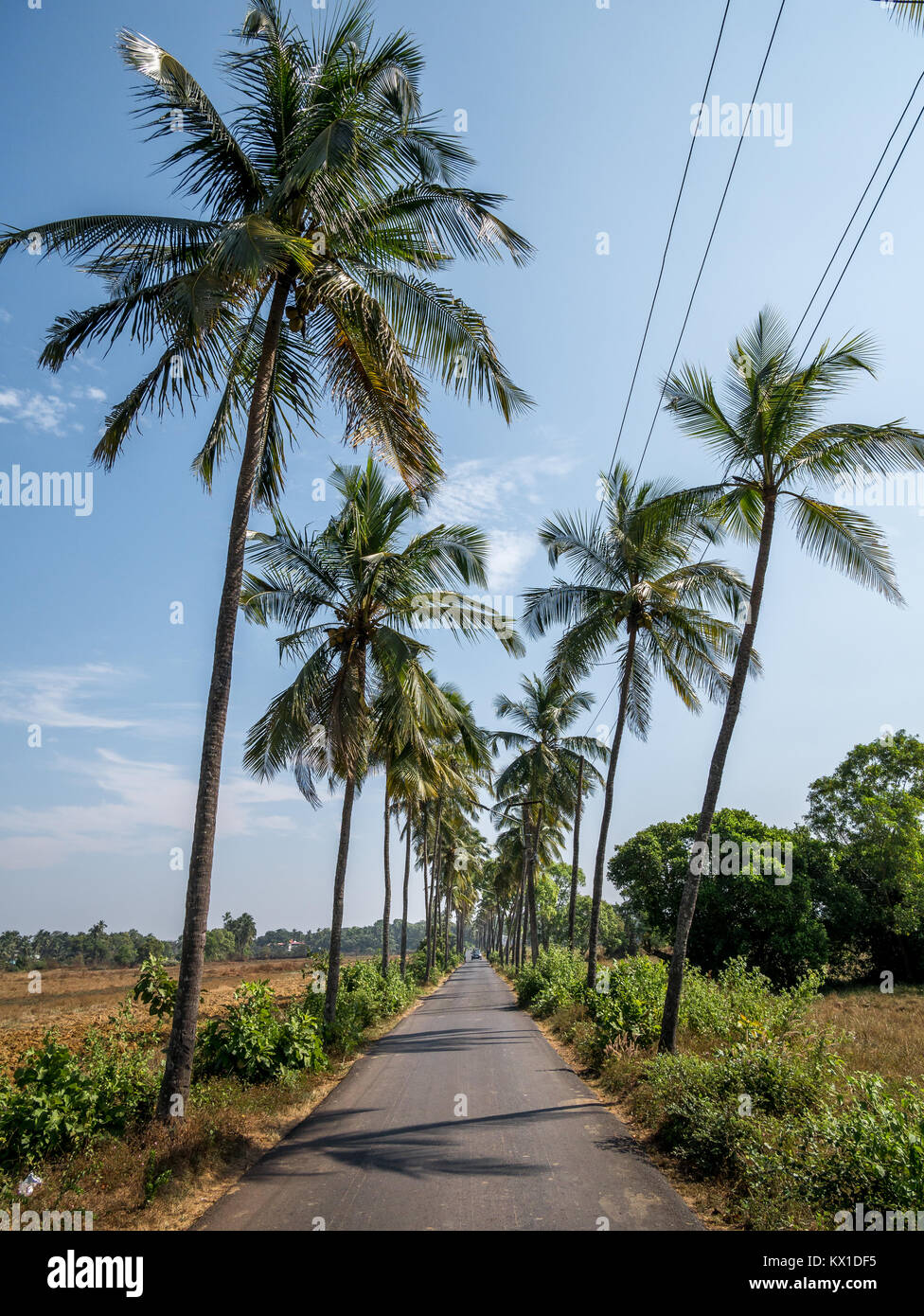 Empty road in Goa at sunny day surrounded by coconut trees Stock Photo