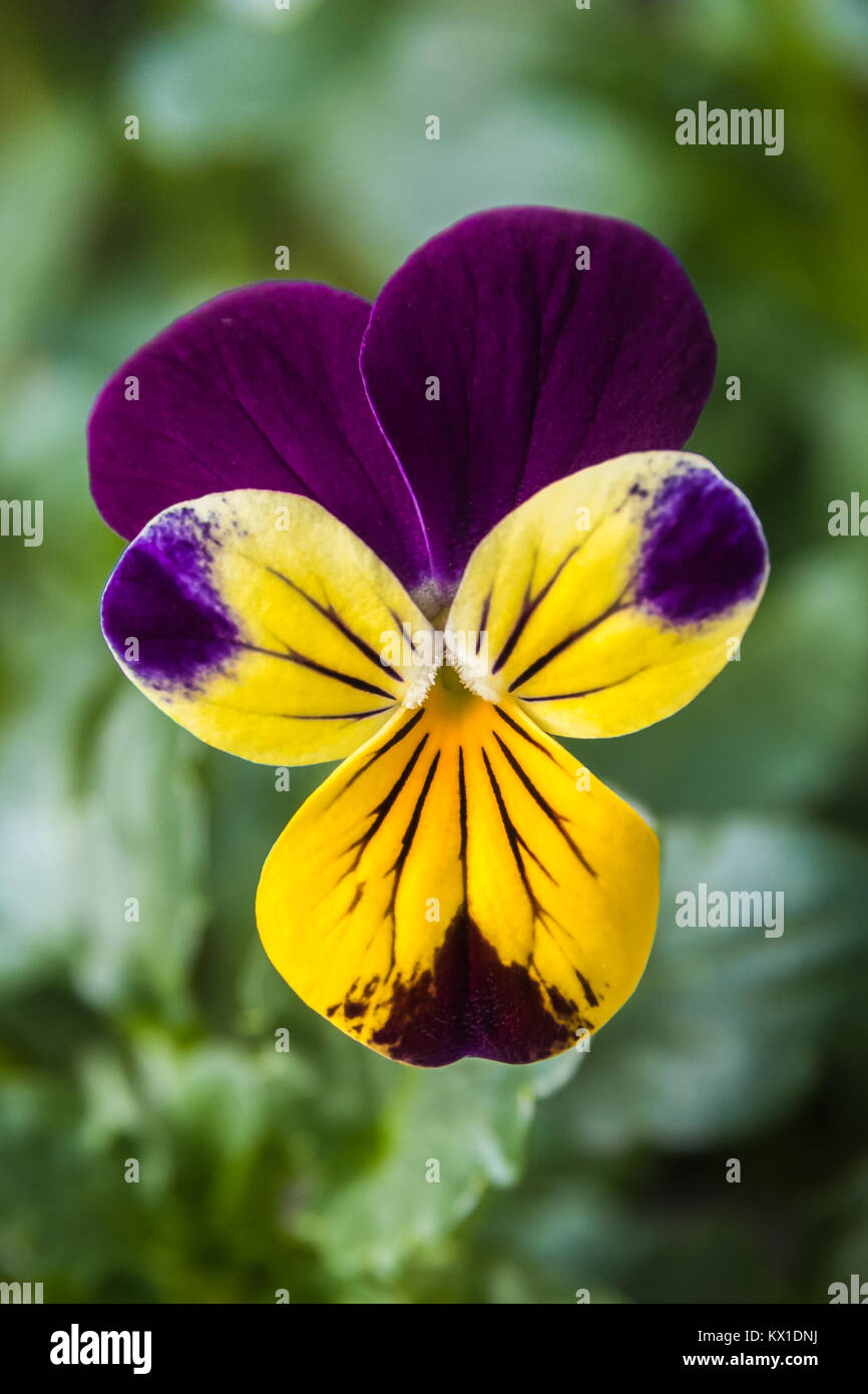 A Flower of a Single Pansy Plant on Blurred Background Stock Photo