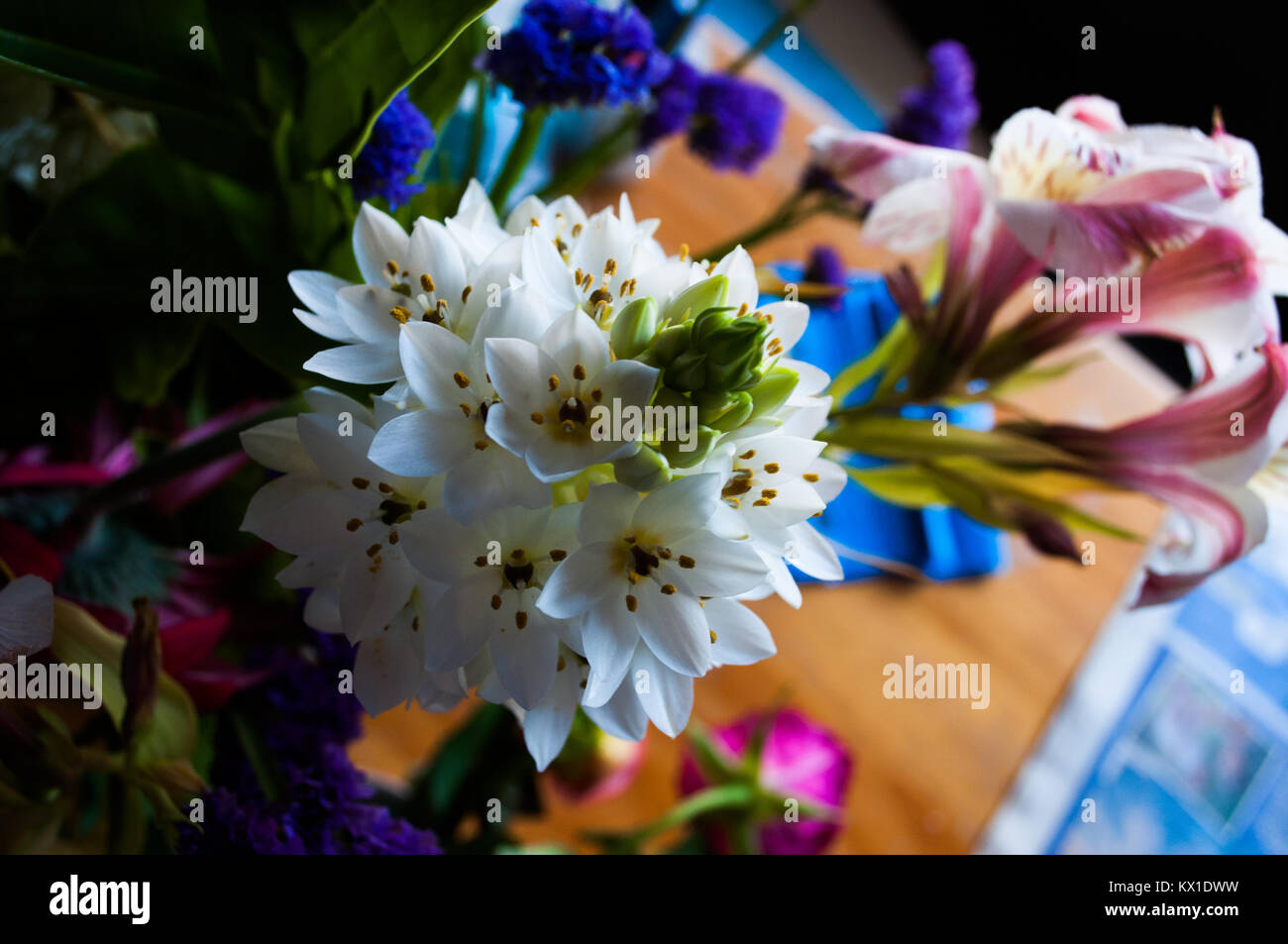 Beautiful colours of flowers hi-res stock photography and images - Alamy