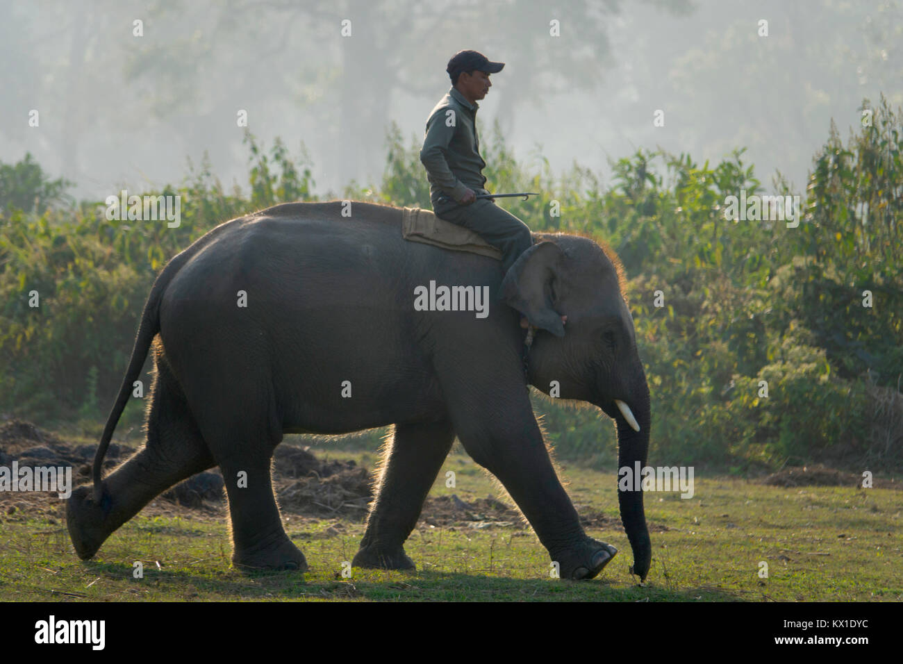 Mahout rides young elephant at breeding centre in Sauraha, Nepal Stock Photo