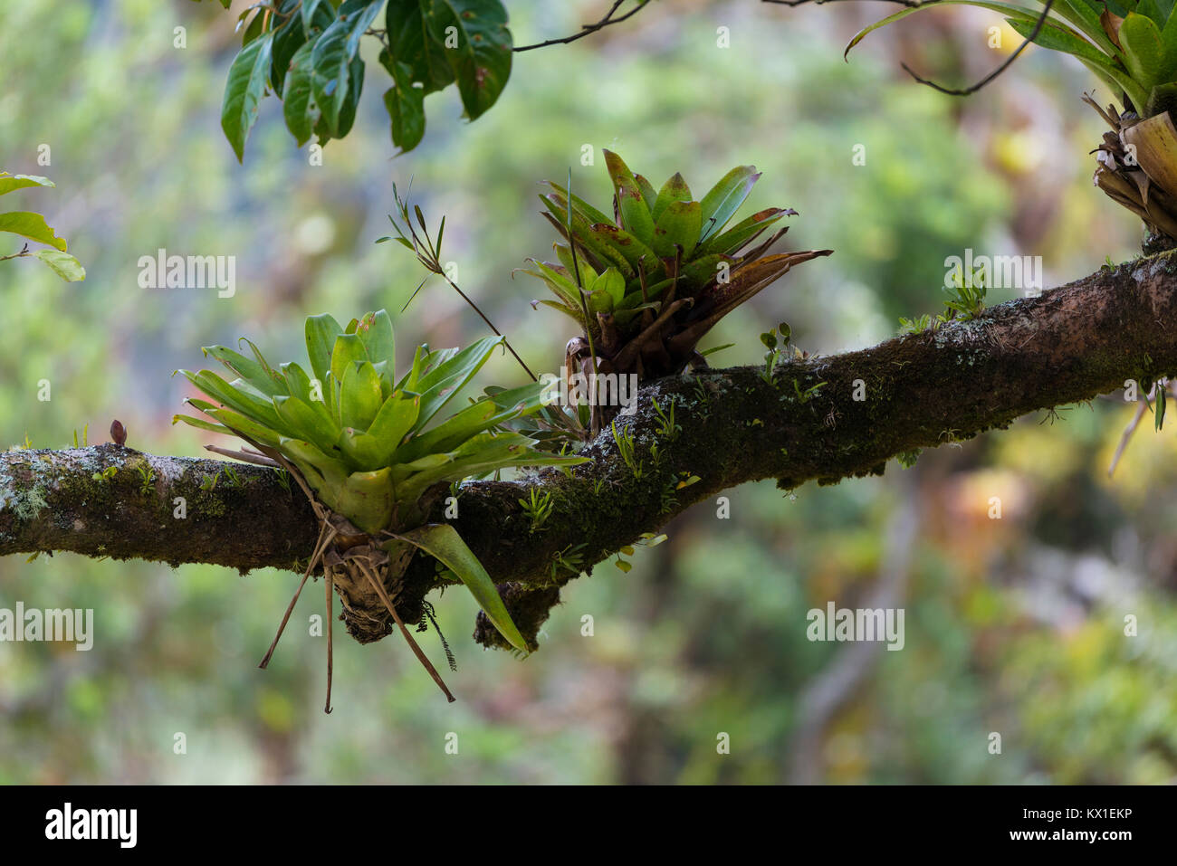 Bromeliads (Bromelia sp.) Growing on tree, San José Province, Costa Rica Stock Photo