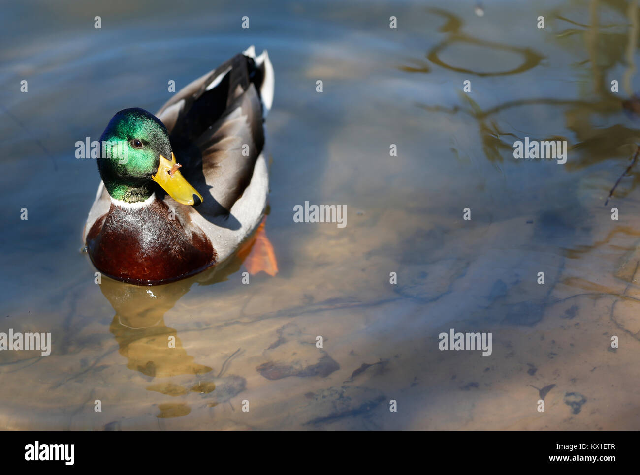 Duck drake.Waterfowl on the lake Stock Photo - Alamy