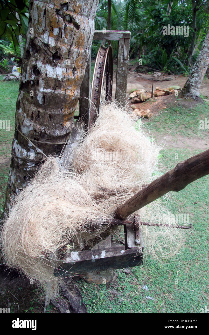 Copra near trunk of coconut tree on the plantation, Sri Lanka Stock Photo