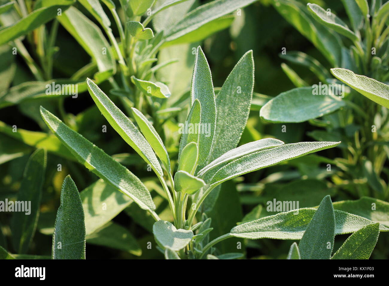 Sage plant growing in the herbs garden Stock Photo Alamy