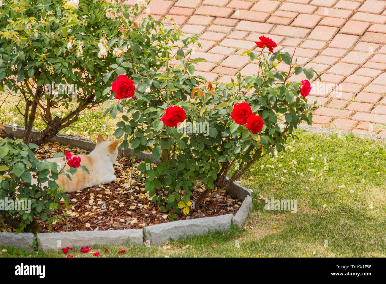 Cat with rose hi-res stock photography and images - Alamy