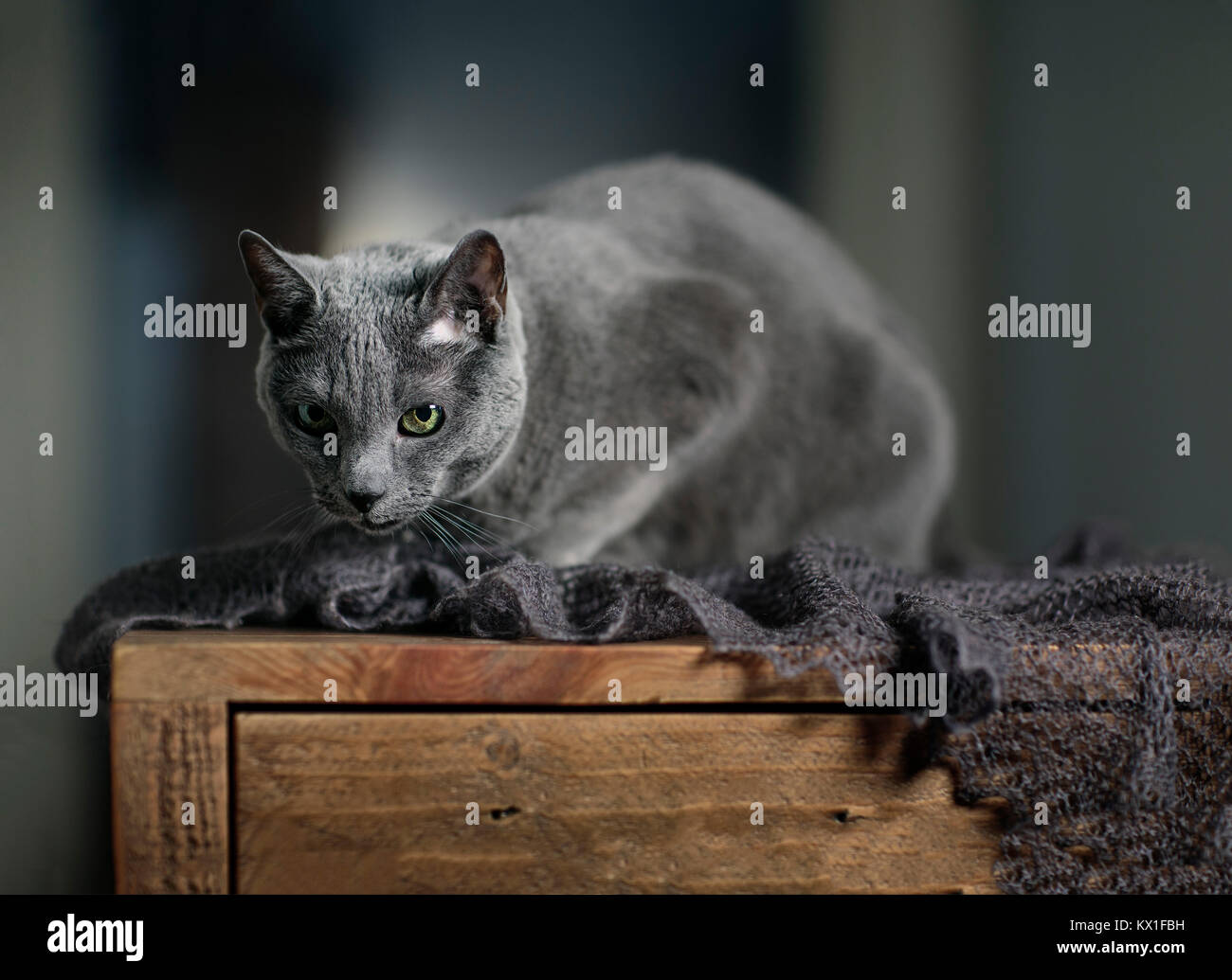 Studio Portrait of a Russian Blue Cat Stock Photo