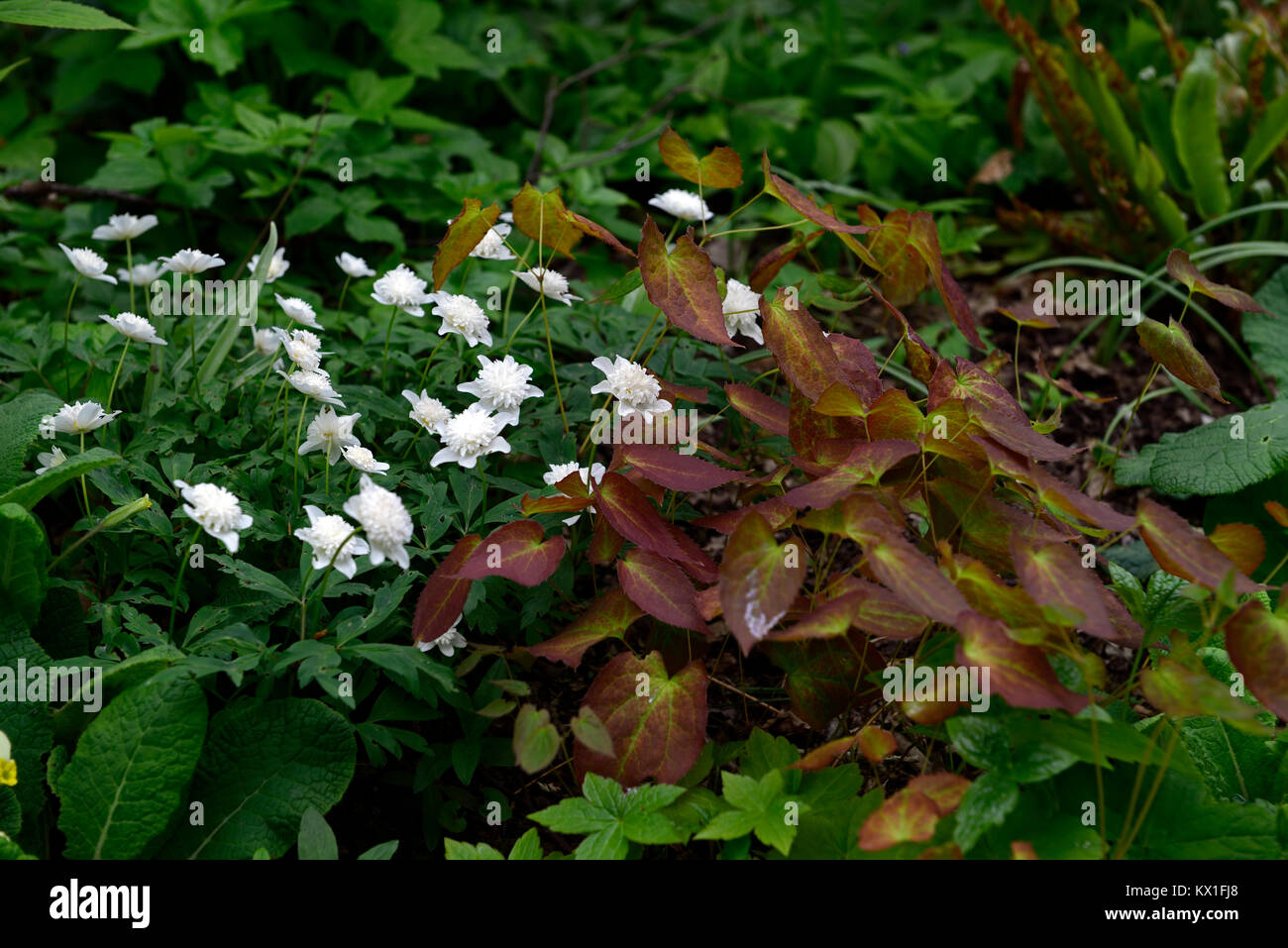 anemone nemorosa vestal,white double flowers,epimedium,marbled,mottled,foliage,leaves,flowers,flower,flowering,garden,spring,wood,woodland,shad Stock Photo