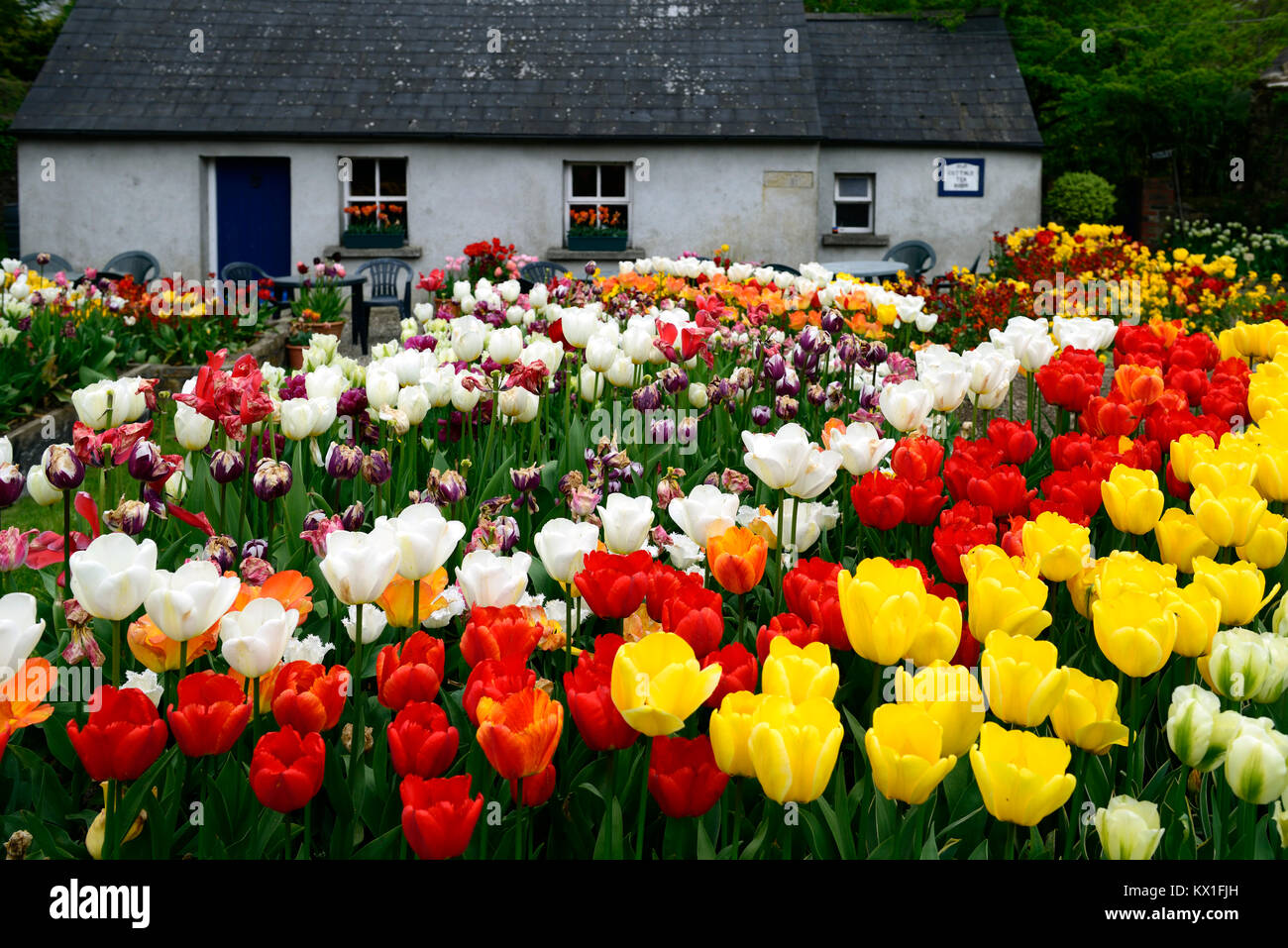Tulip,Tulips,Tulip extravaganza,mass, massed,planting,scheme,garden,gardens,gardening,RM Floral Stock Photo