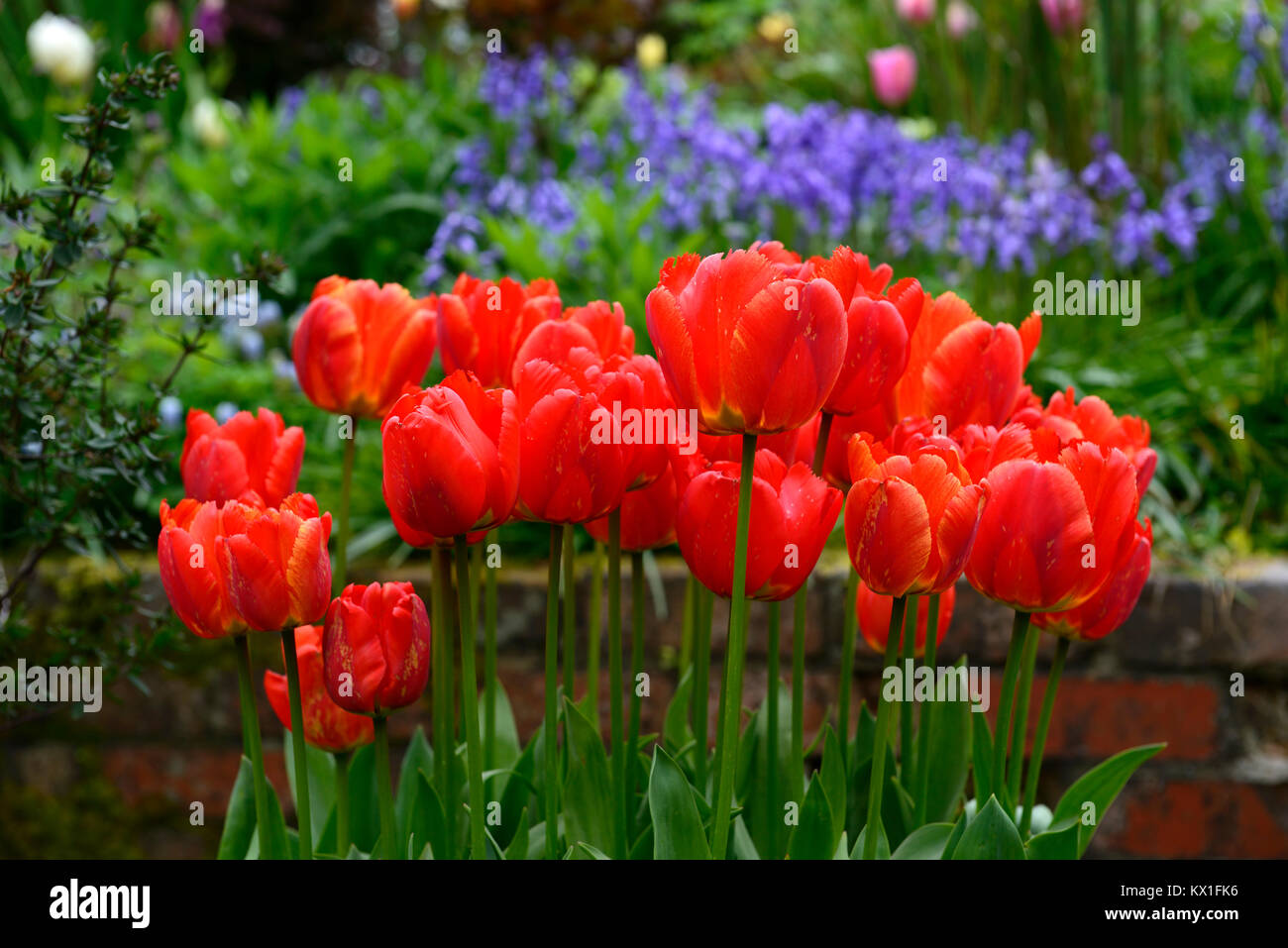 Tulipa apeldoorn elite,darwin hybrid,red,tulip,flowers,display,pot,container,garden,gardens,bluebells,background,contrast,RM Floral Stock Photo