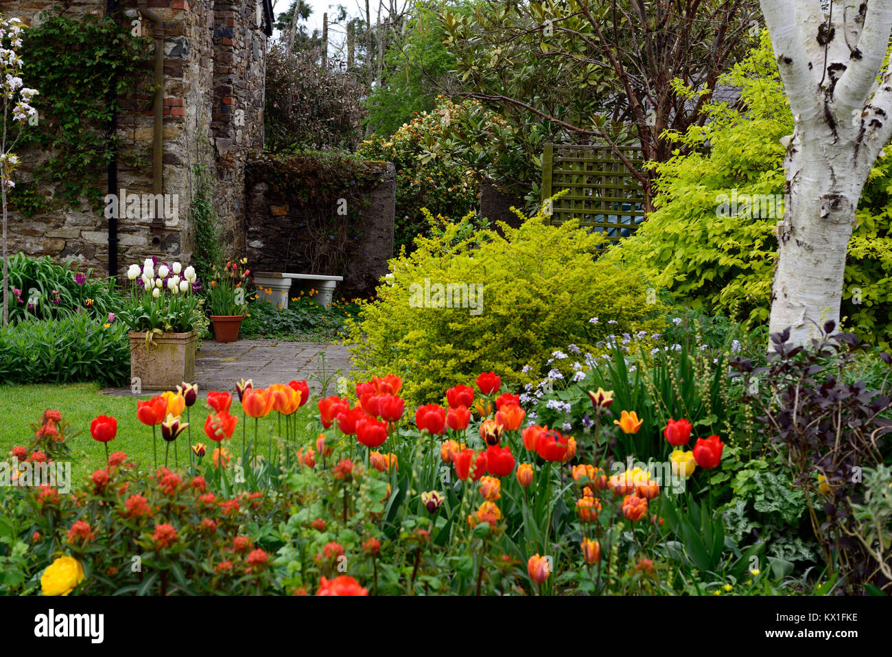 Tulipa angels wish,tulipa apeldoorn elite,darwin hybrid,red,tulip,flowers,display,RM Floral Stock Photo