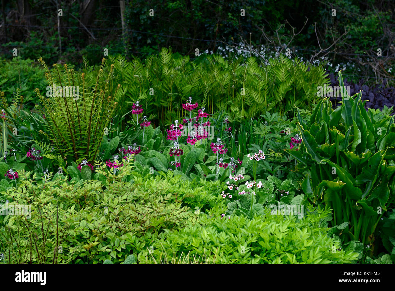 onoclea sensibilis,sensitive fern,primula japonica millers crimson,damp,boggy,moist,garden,leaves,foliage,RM floral Stock Photo