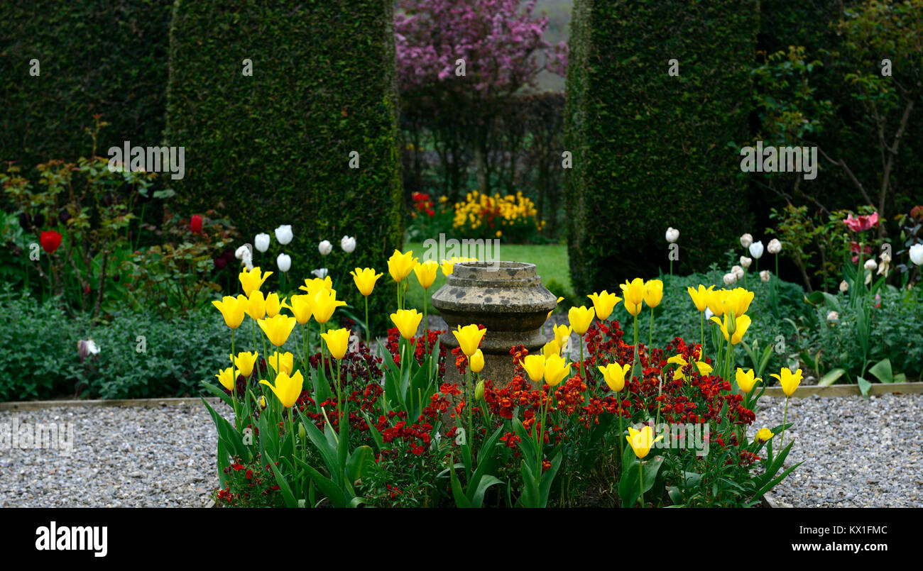 yellow tulips,tulipa,orange Erysimum cheiri, Cheiranthus cheiri,focal point,garden,section,bed,divide,,RM floral Stock Photo