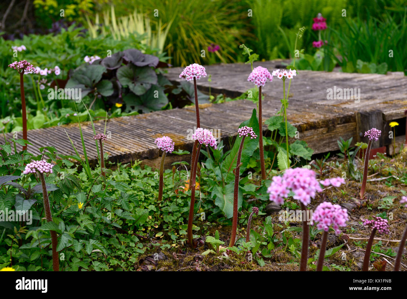 Darmera peltata,Umbrella plant,Indian rhubarb,flower,damp,boggy,moist,garden,raised,walkway,wooden,path,decking,RM floral Stock Photo