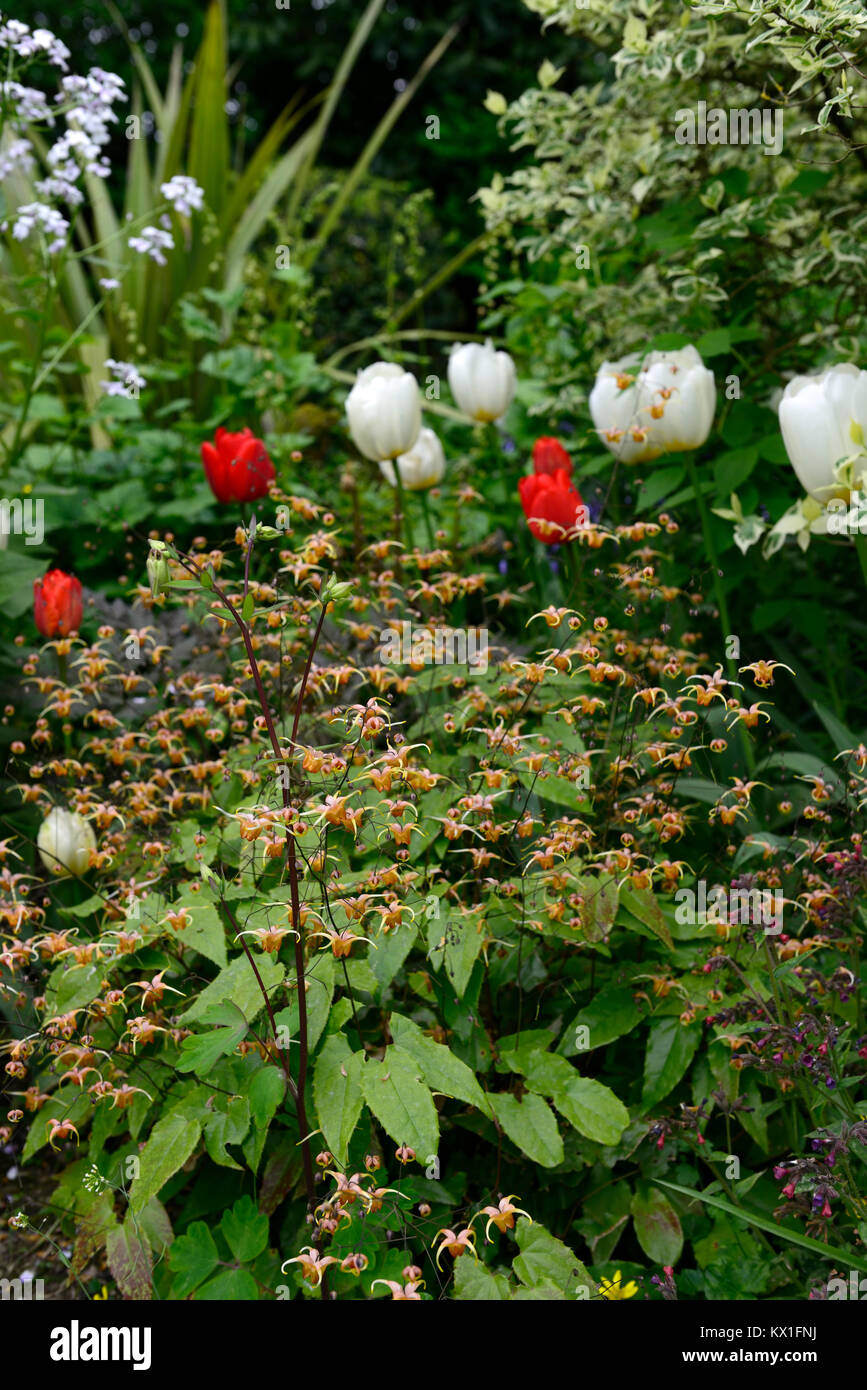 Epimedium × warleyense Orange Queen,tulips,tulipa,red,white,pulmonaria,blue,flowers,flowering,mix,mix,natualistic,natural,planting,RM Floral Stock Photo