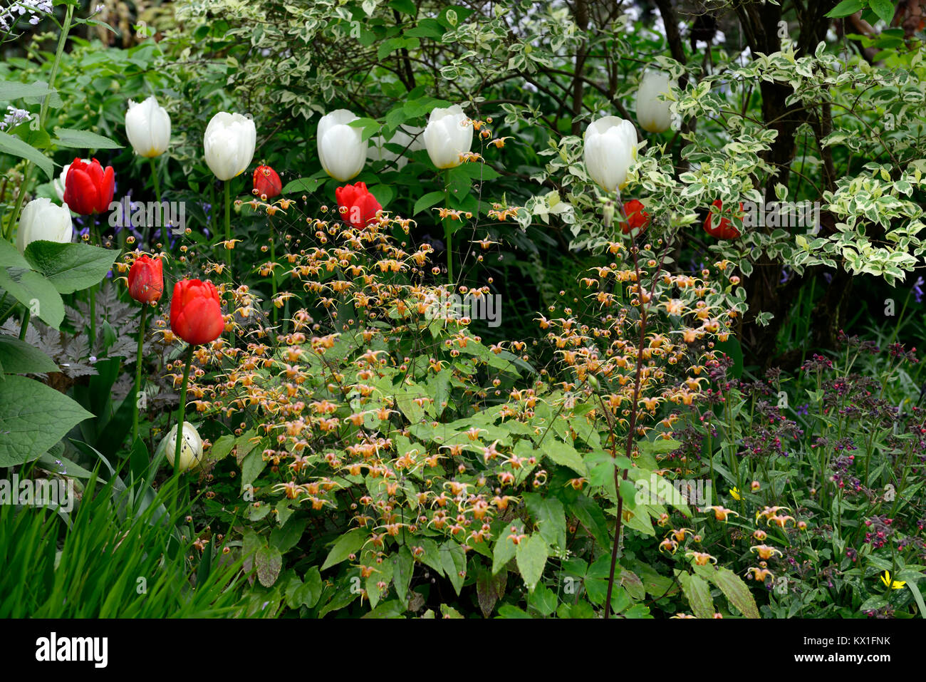 Epimedium × warleyense Orange Queen,tulips,tulipa,red,white,pulmonaria,blue,flowers,flowering,mix,mix,natualistic,natural,planting,RM Floral Stock Photo