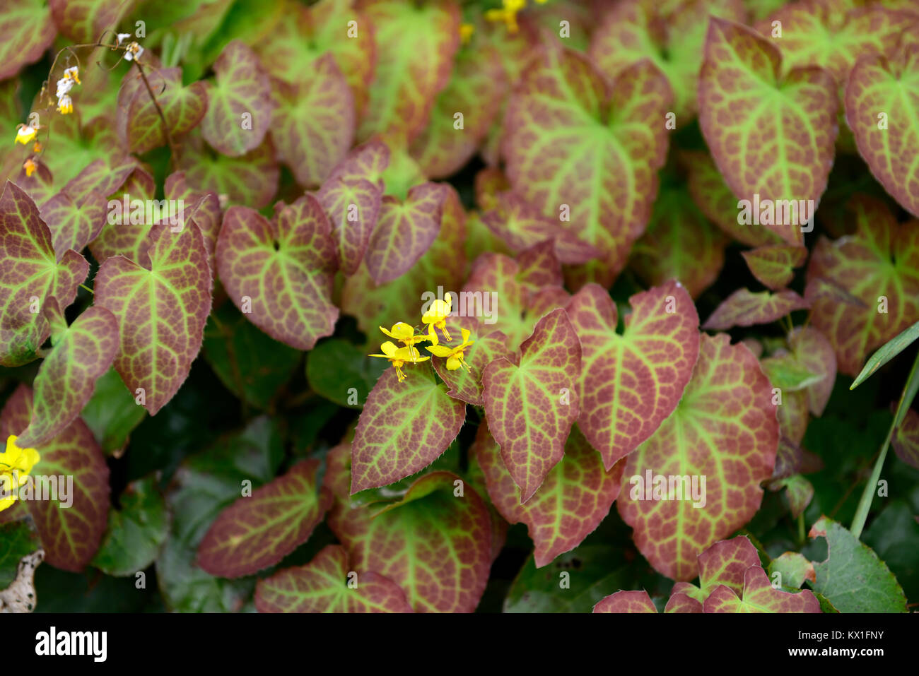 epimedium perralderianum,marbled,mottled,foliage,leaves,yellow,flowers,flower,flowering,garden,spring,RM Floral Stock Photo