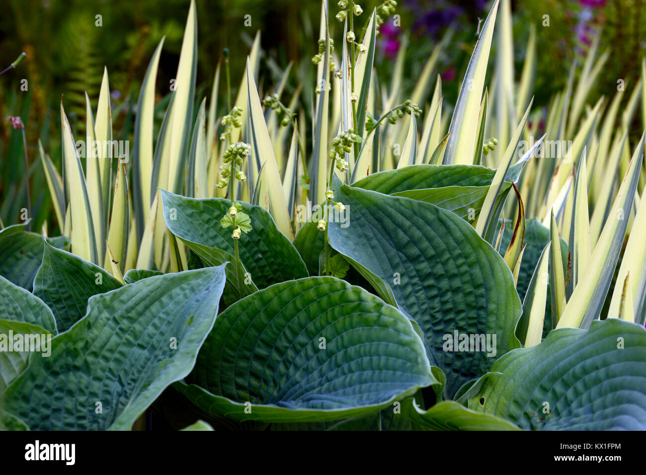 hosta,iris variegata,damp,boggy,moist,garden,leaves,foliage,mix,mixed ...