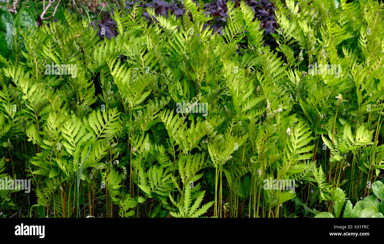 onoclea sensibilis,sensitive fern,ferns,fronds,foliage,damp,boggy,moist,garden,RM floral Stock Photo