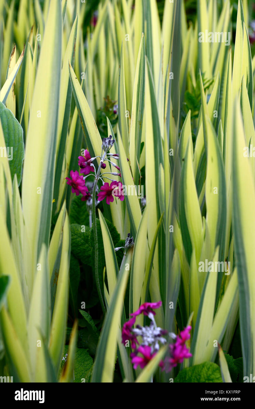 primula japonica millers crimson,iris variegata,damp,boggy,moist,garden