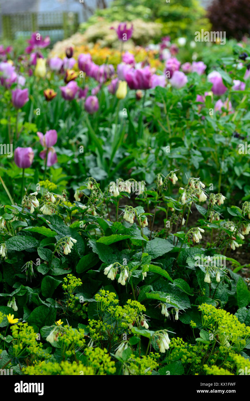 Symphytum orientale,white comfrey,flower,flowers,herb,herbs,tulips,tulipa,spring,flowering,flooming,garden,RM Floral Stock Photo