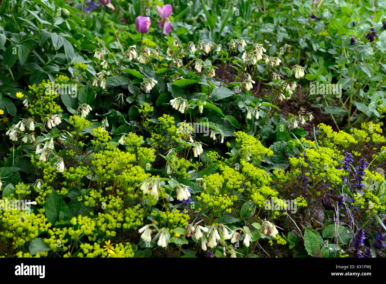 Symphytum orientale,white comfrey,flower,flowers,herb,herbs,euphorbia,spurge,,spring,flowering,blooming,garden,RM Floral Stock Photo