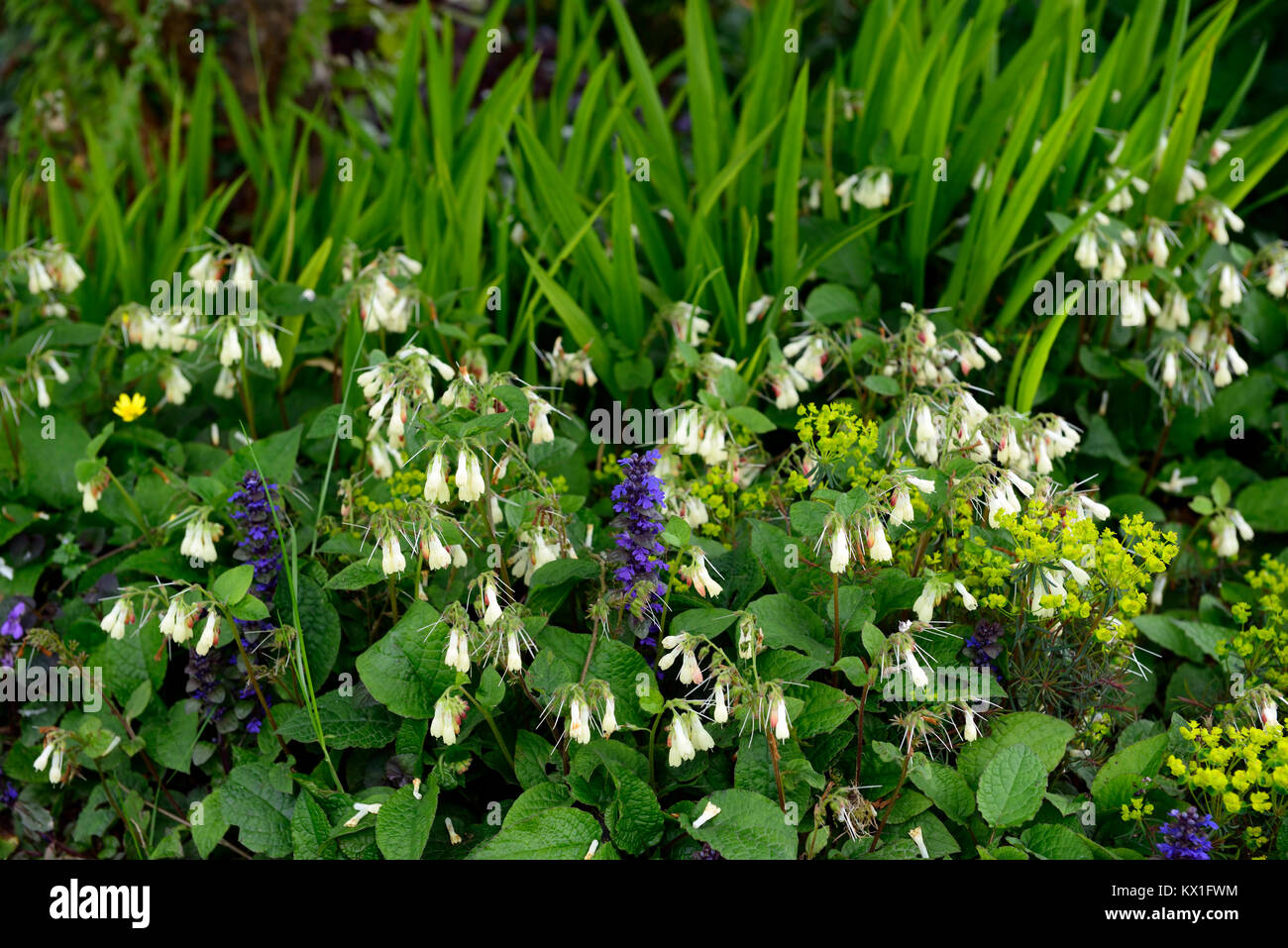 Symphytum orientale,white comfrey,flower,flowers,herb,herbs,euphorbia,spurge,,spring,flowering,blooming,garden,RM Floral Stock Photo
