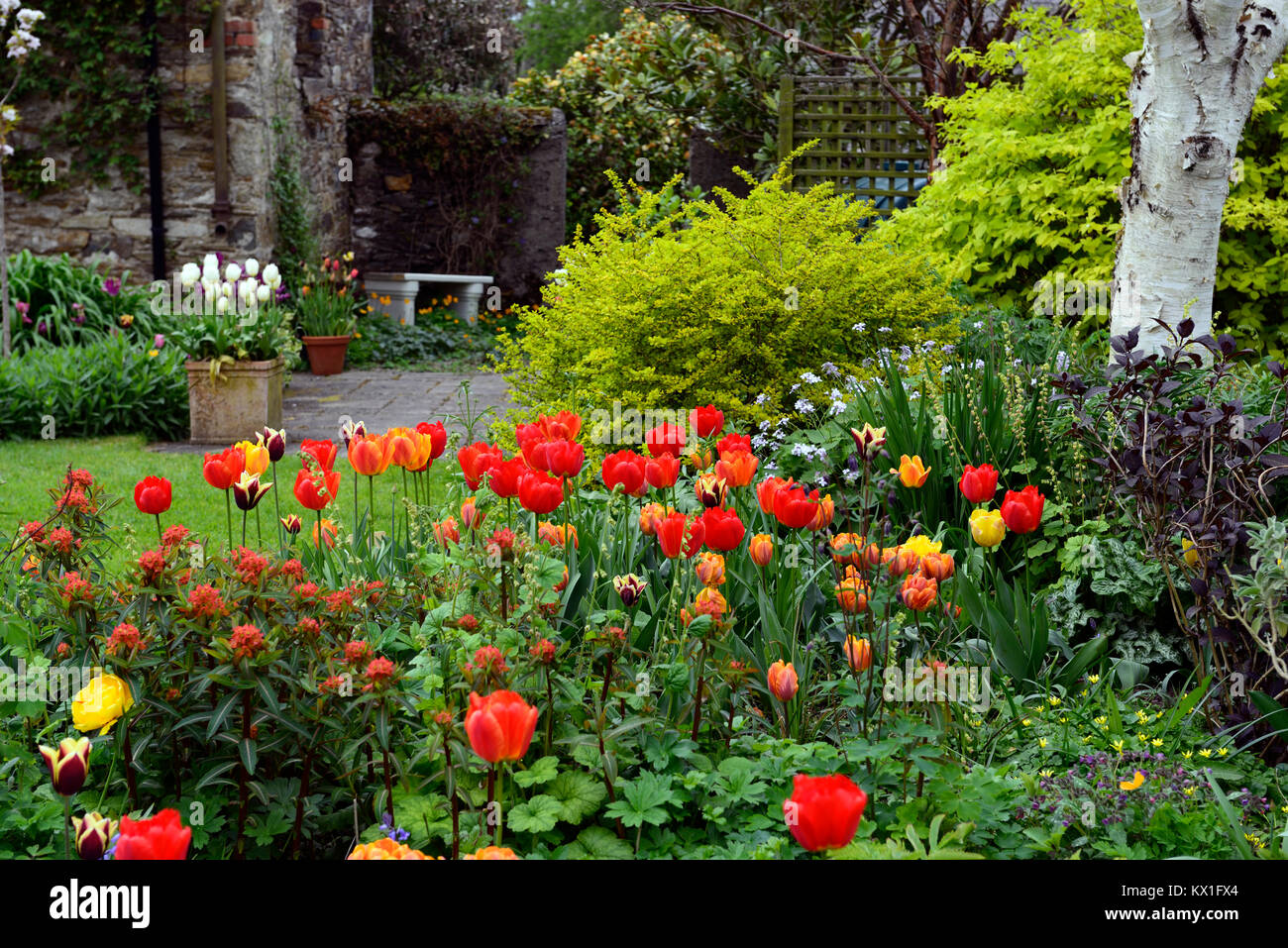 Tulipa apeldoorn elite,darwin hybrid,red,tulip,flowers,display,RM Floral Stock Photo