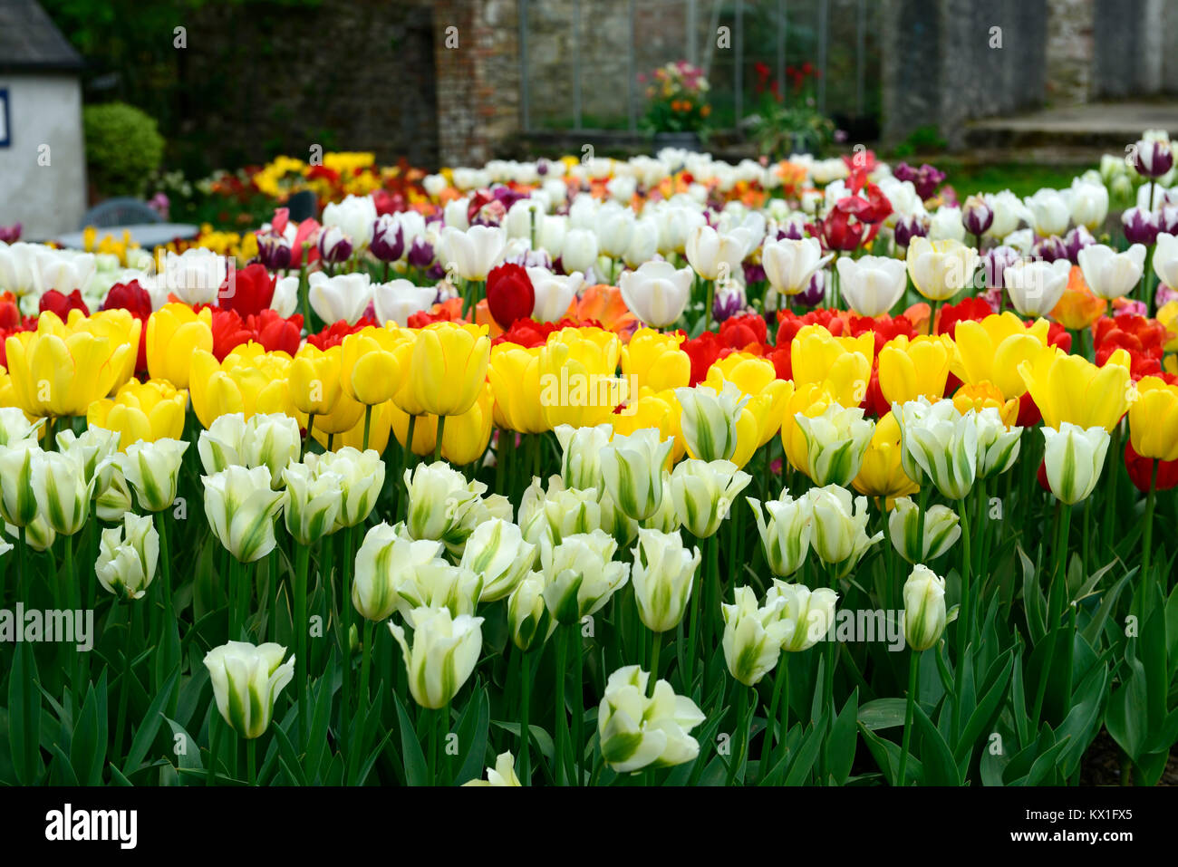 Tulip,Tulips,Tulip extravaganza,mass, massed,planting,scheme,garden,gardens,gardening,RM Floral