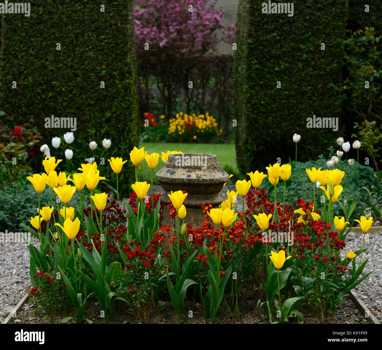 yellow tulips,tulipa,orange Erysimum cheiri, Cheiranthus cheiri,focal point,garden,section,bed,divide,,RM floral Stock Photo